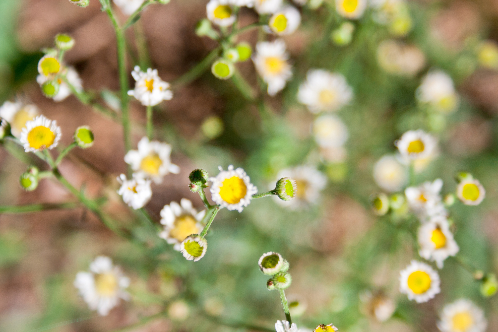 chamomile.jpeg