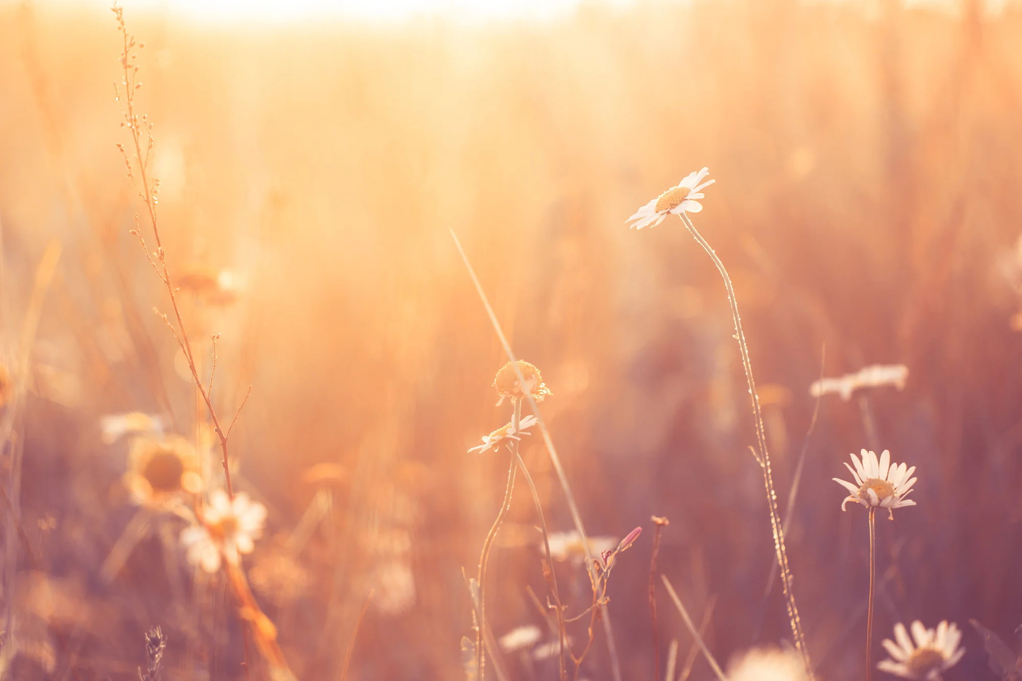 wildflowers-uppliva.jpeg