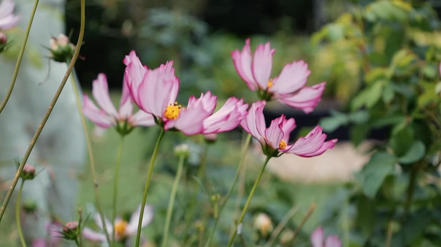 This Picotee Rose Cosmos was a tiny stowaway in another plant I purchased back in spring&hellip; but they have become the stars of our summer cottage rose garden! What a lucky little surprise! #cottagegarden
