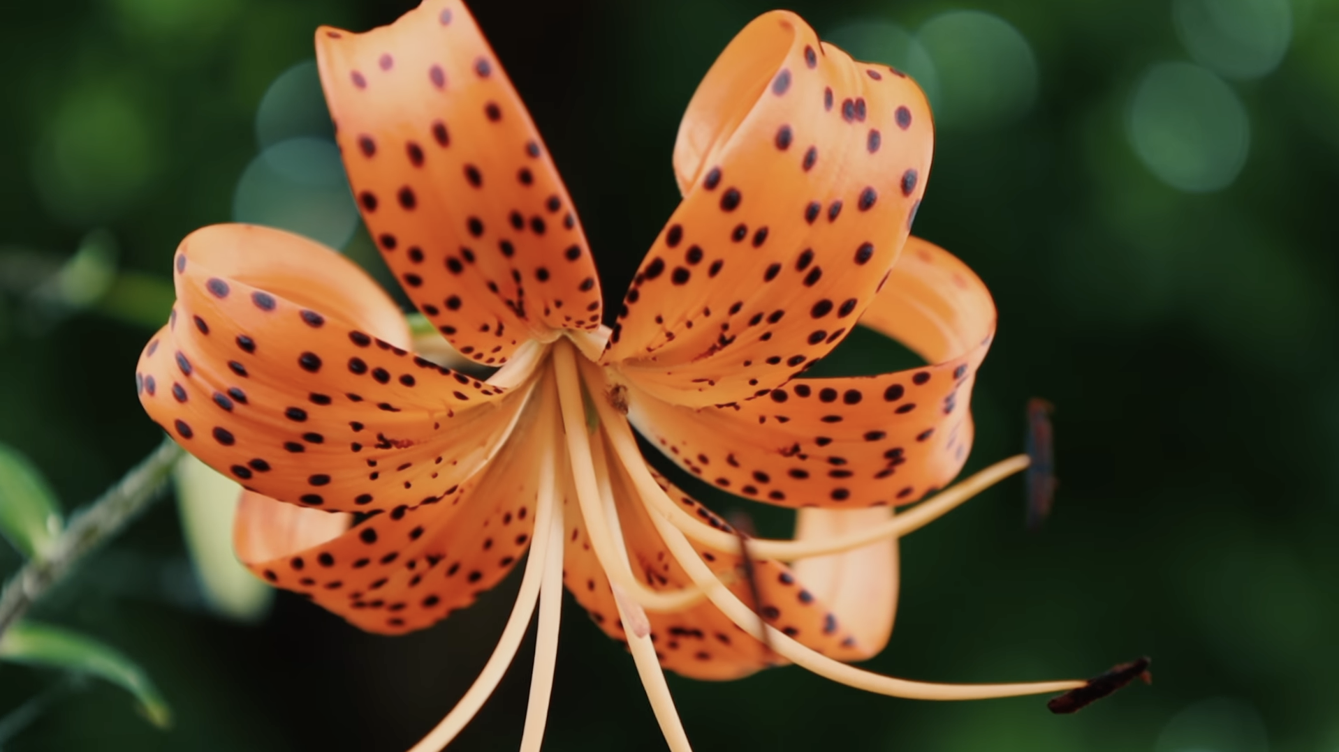 Screenshot 2025-01-24 at 2.18.56 PM.png