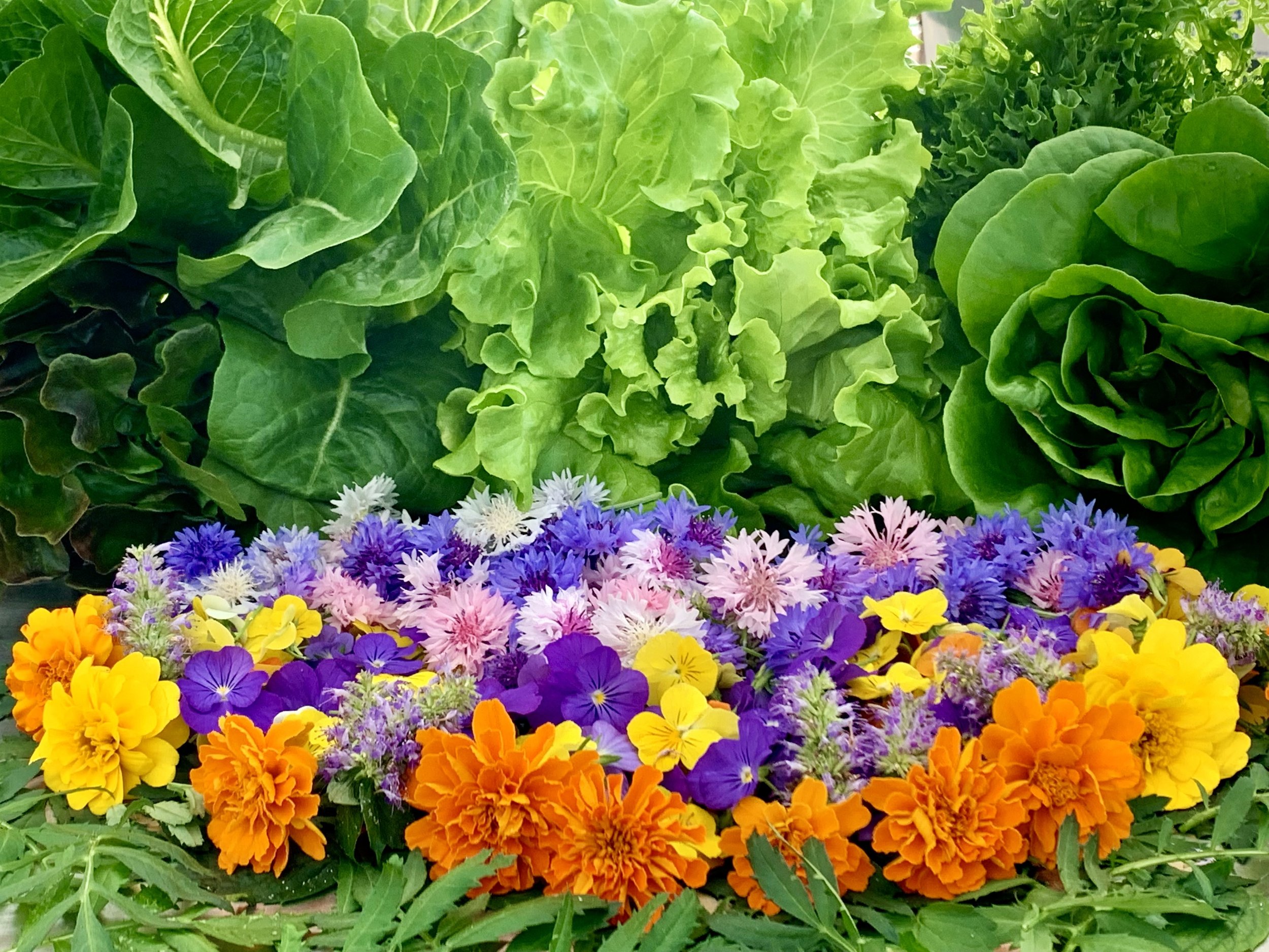 Edible Flowers - Master Mix