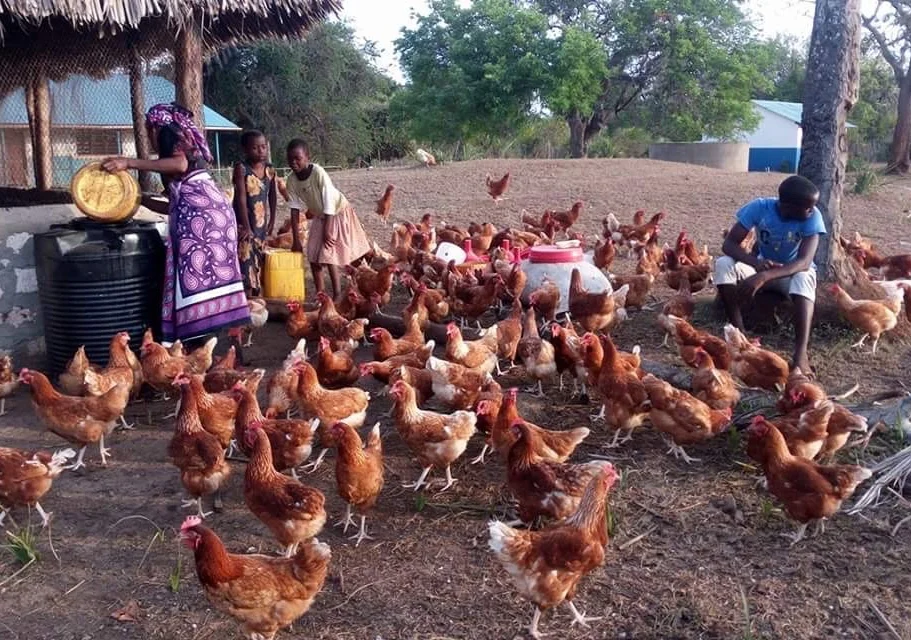The Funzi and Bodo Trust chicken farm offers opportunities to teach children and adults about agriculture