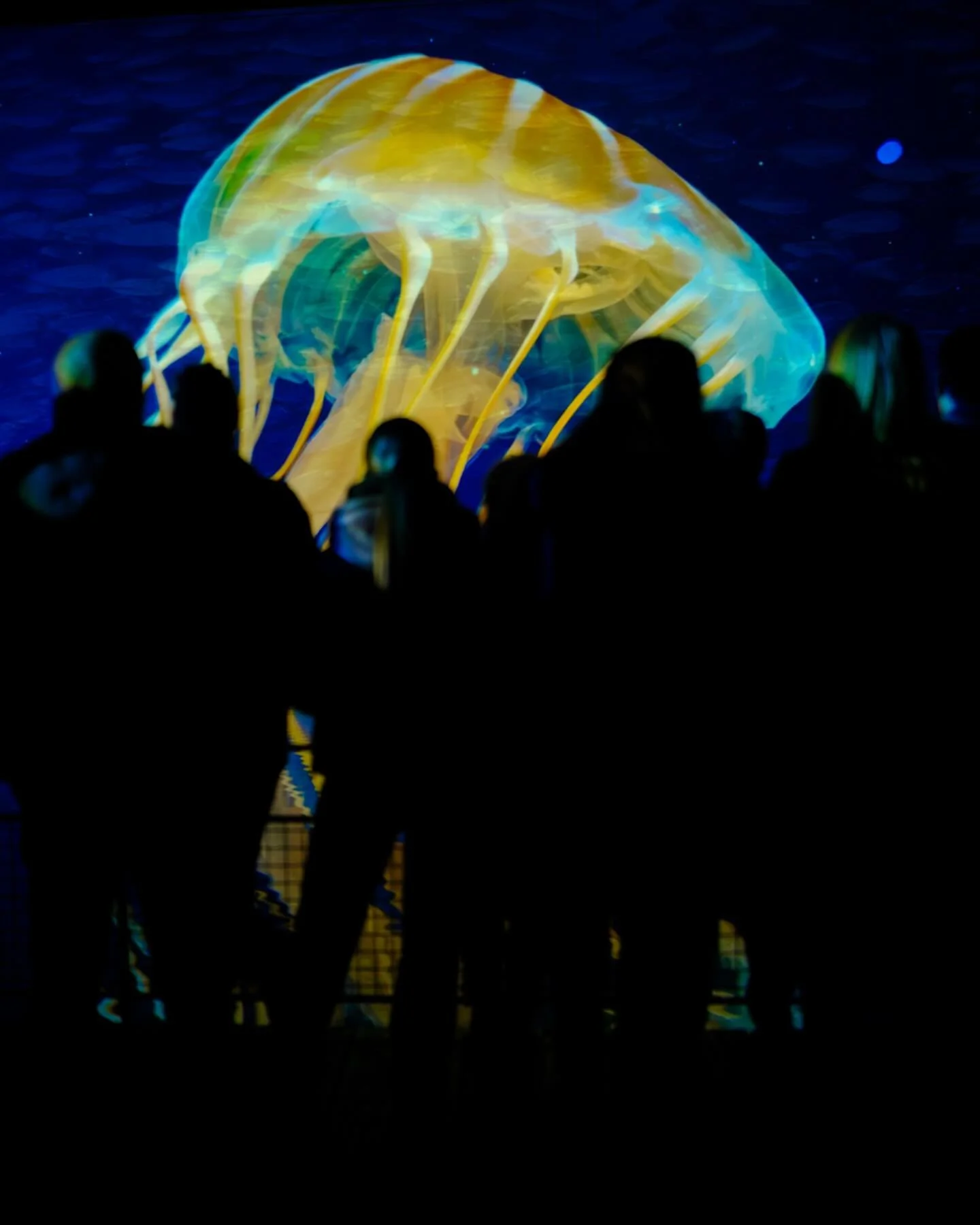 BASSIN DES LUMI&Egrave;RES. C&rsquo;est toujours une claque visuelle, un moment hors du temps, de passer au @bassinsdelumieres ! Et vous, quelle &eacute;tait votre derni&egrave;re grosse exp&eacute;rience visuelle ?
.
📸: @fujifilmfrance X-H2S + @vil