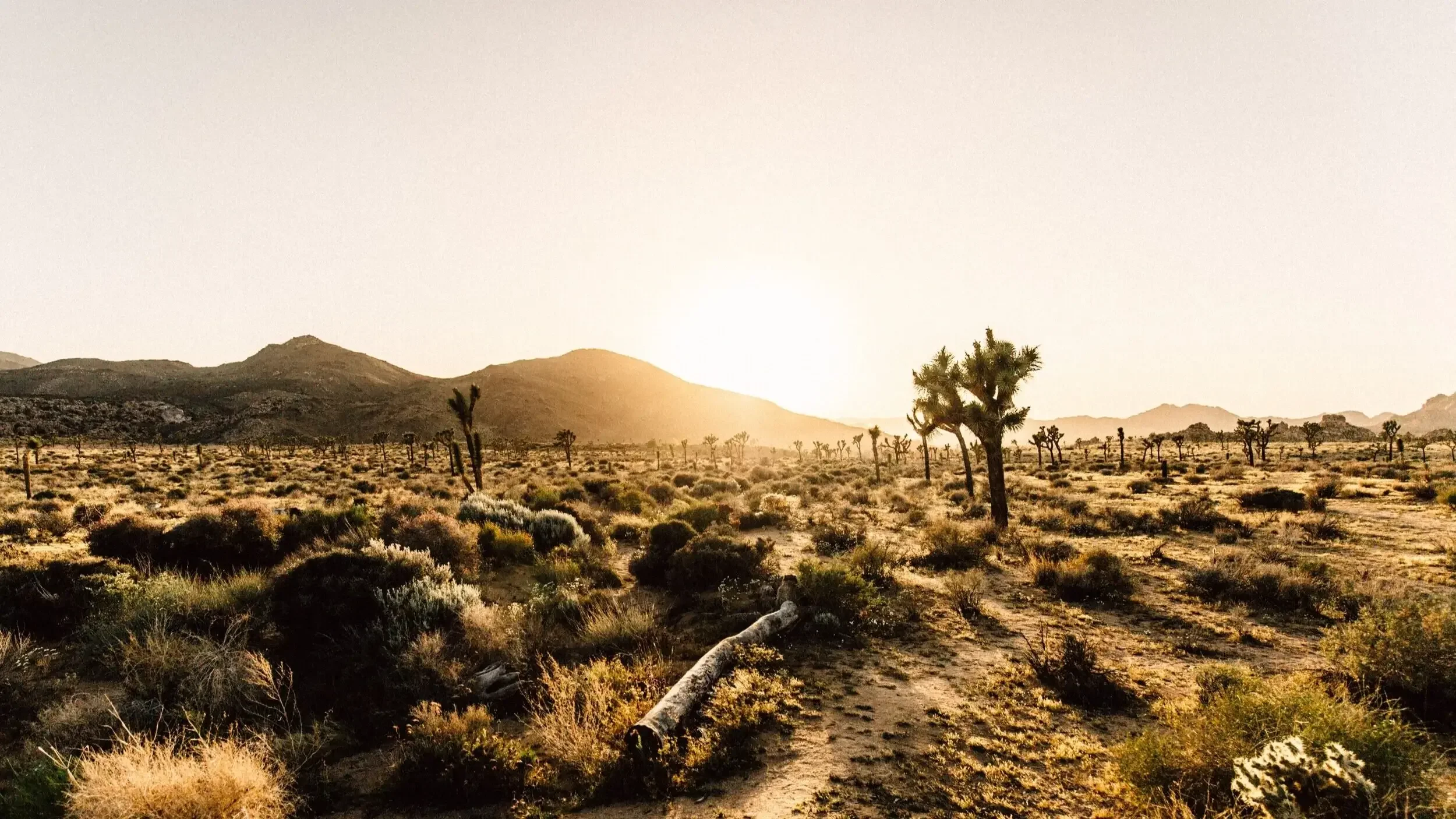 sepia toned california desert with a grove of joshua trees, representing community and relationship growth