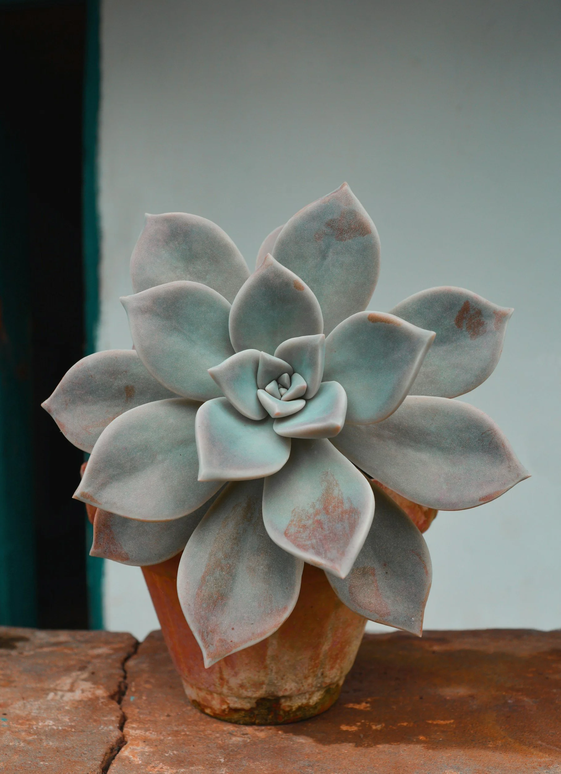 soft succulent representing a sensitive but boundaried version of femininity
