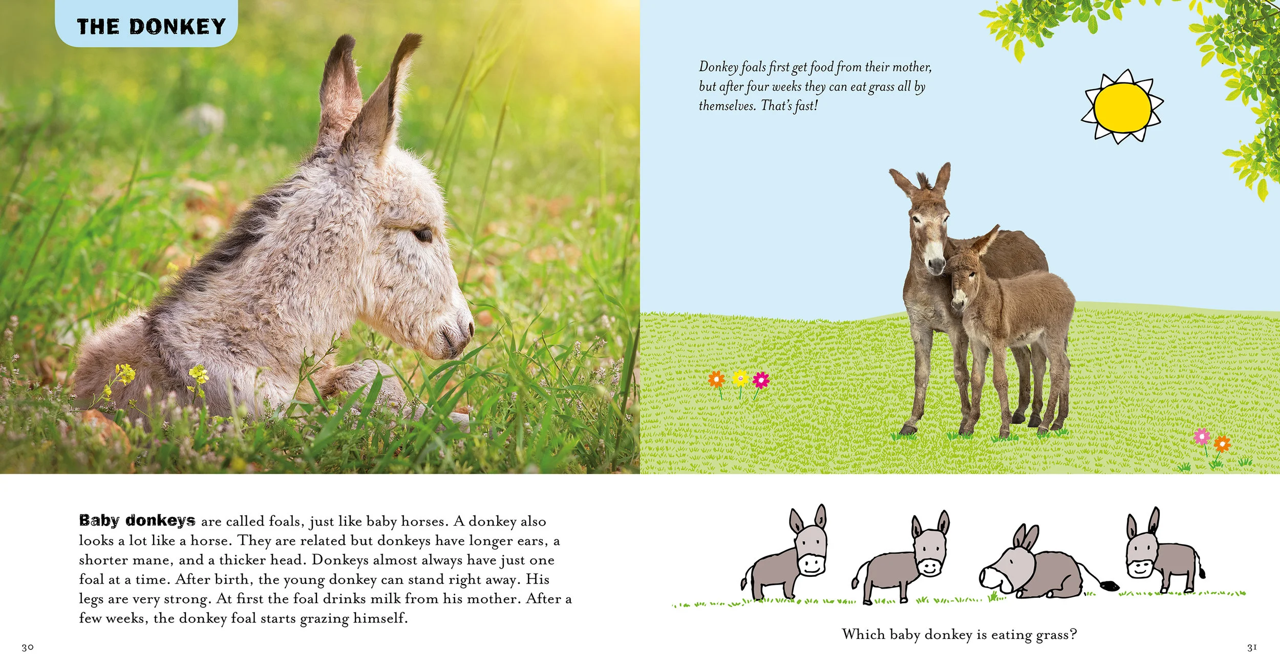 baby animals book
