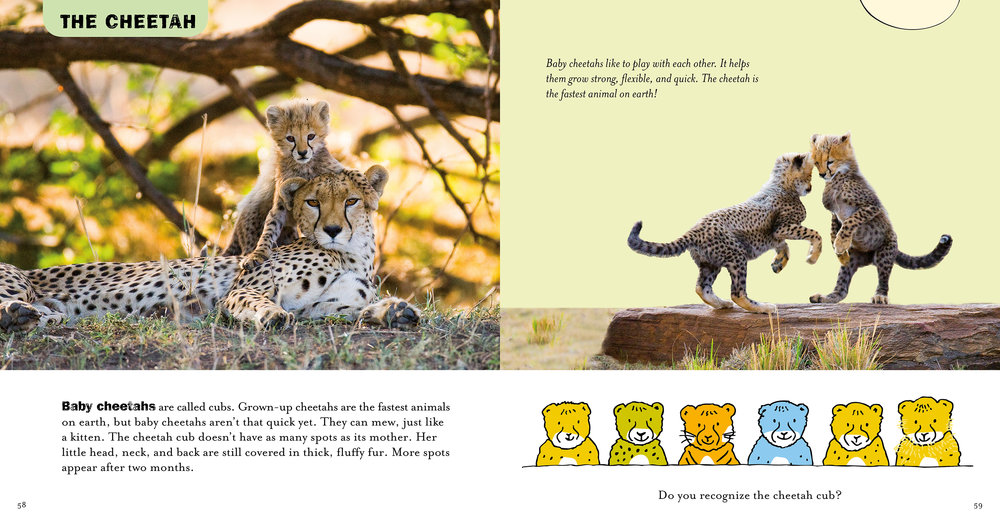 The Cutest Baby Animals — Clavis Publishing | We Make Children's Dreams  Come True