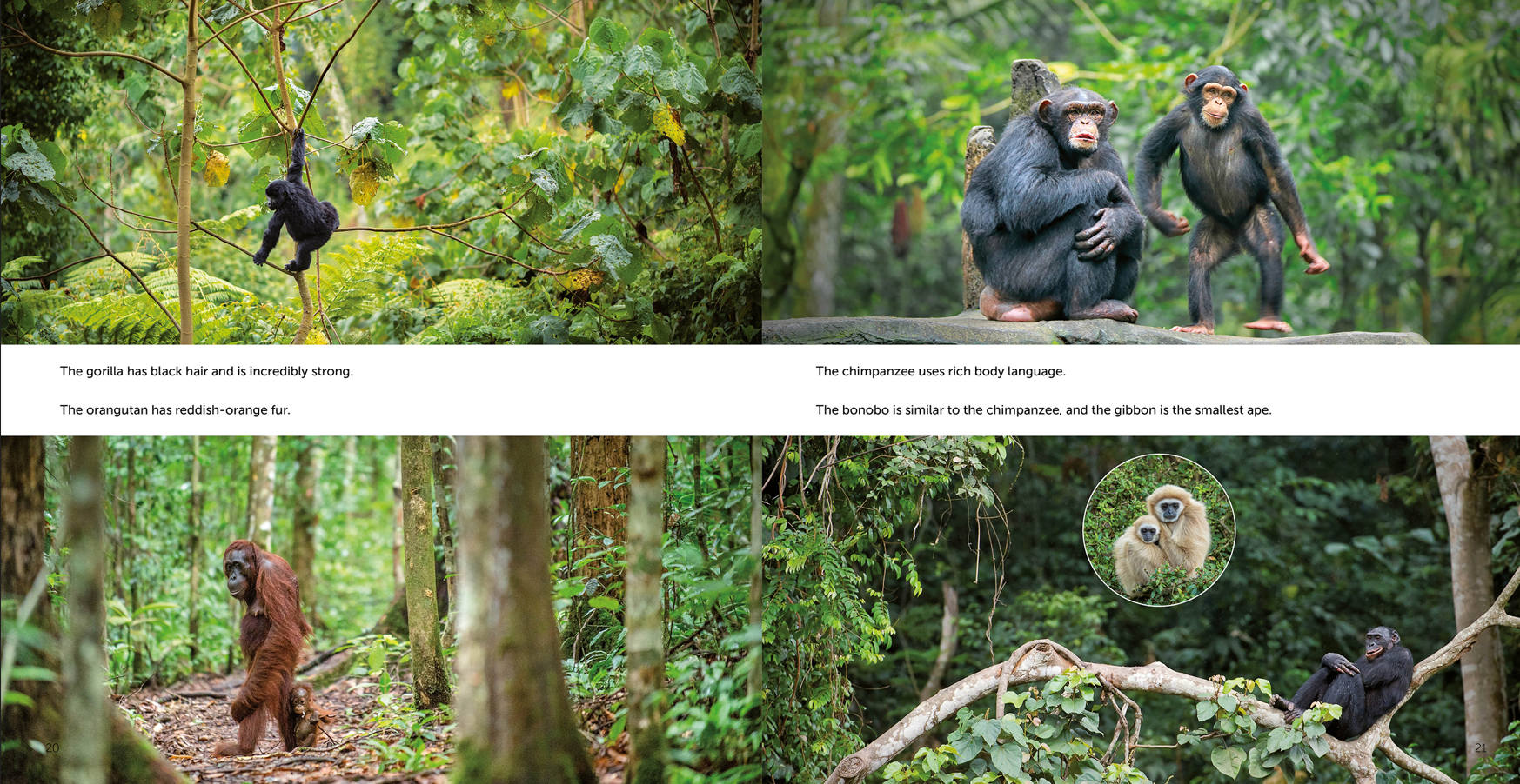 Wow! Apes. How Much We Look Alike — Clavis Publishing | We Make