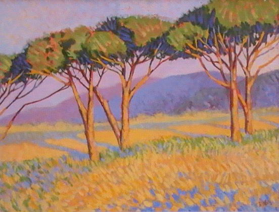 Pins parasols near Sorèze – Tarn, FR