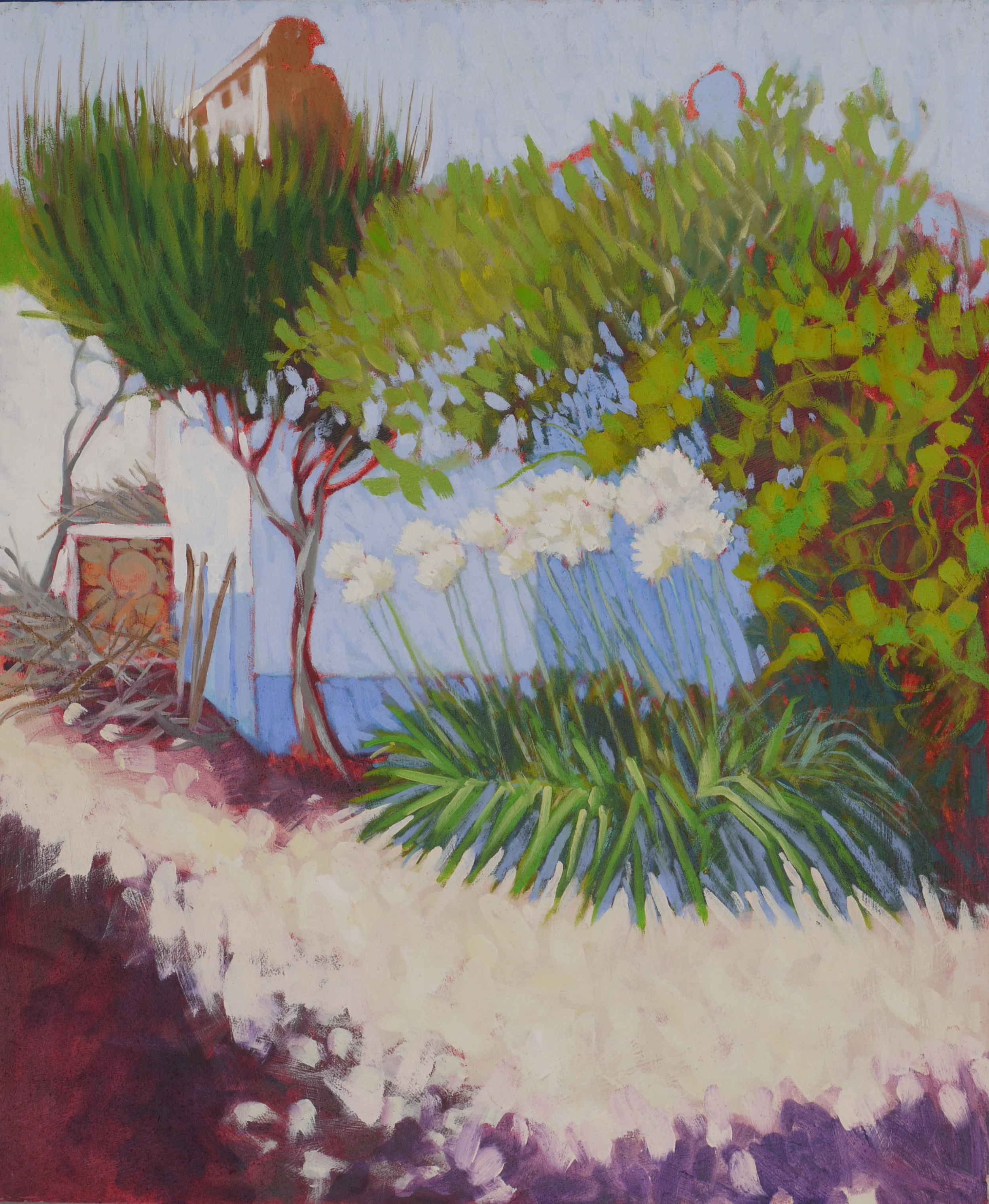 Agapanthus, Casa Antonio – Barrancão, Alentejo, PT
