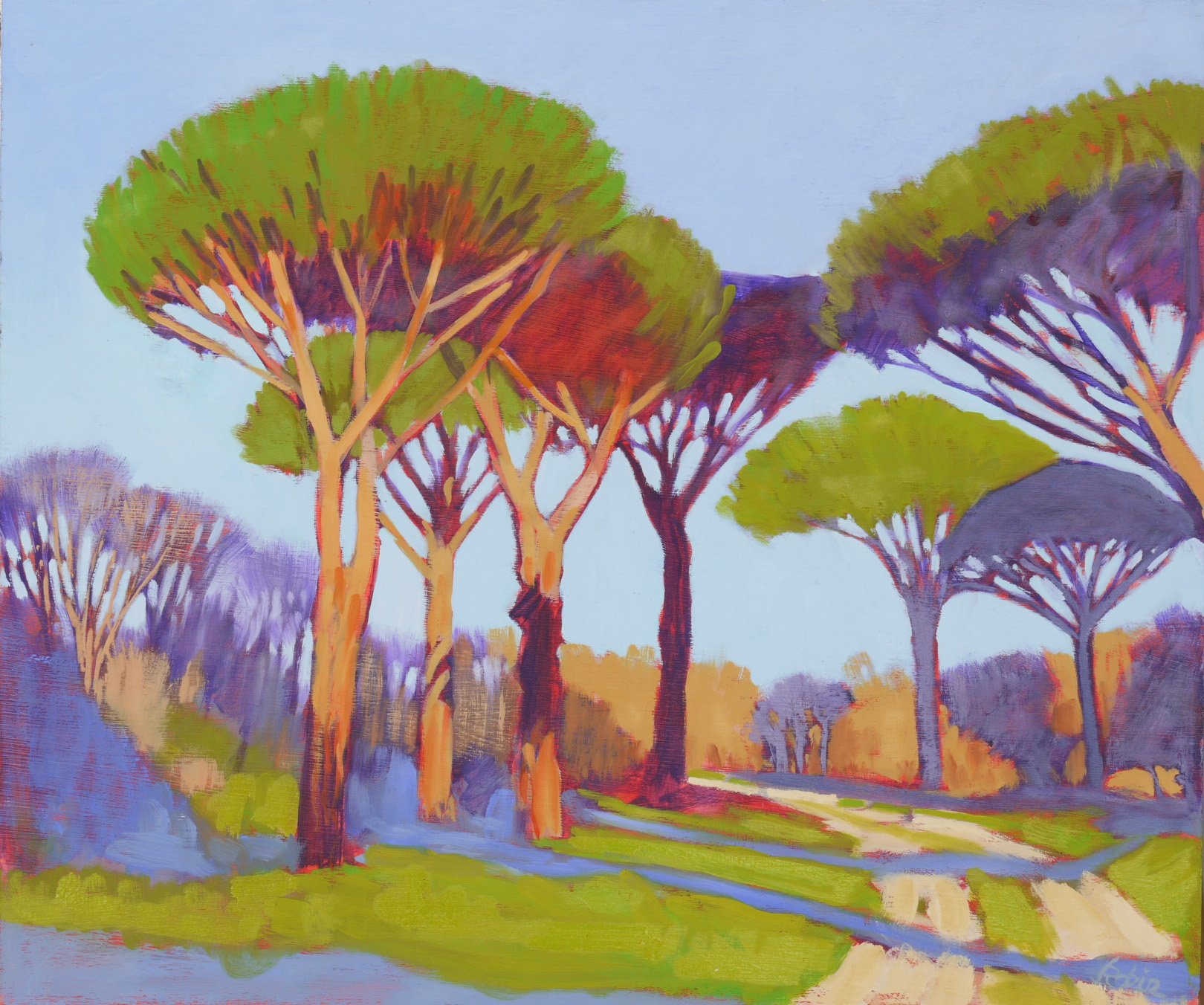 Umbrella pines, sunset - Casebres, Alentejo, PT