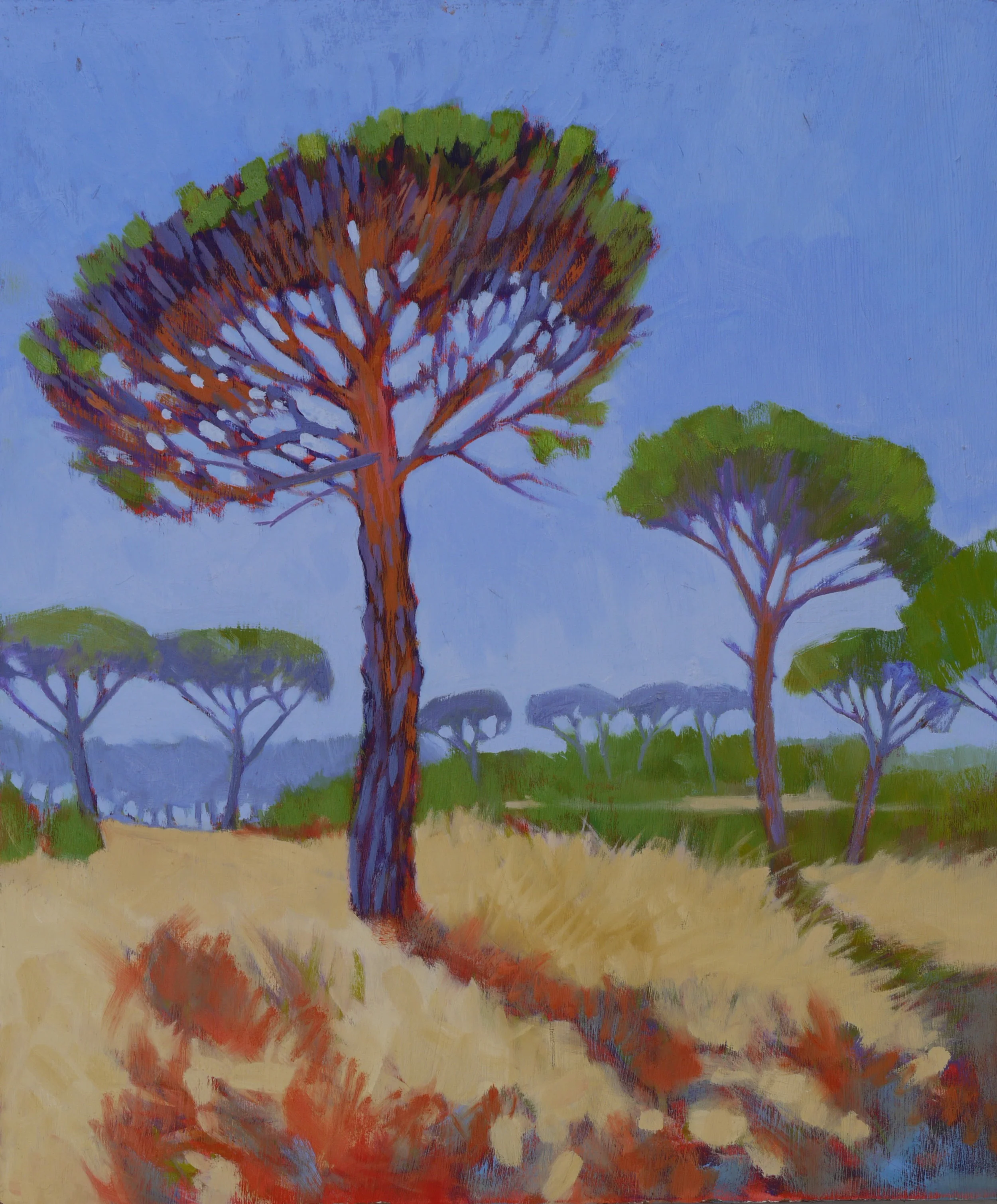 Umbrella pines - Casebres, Alentejo, PT