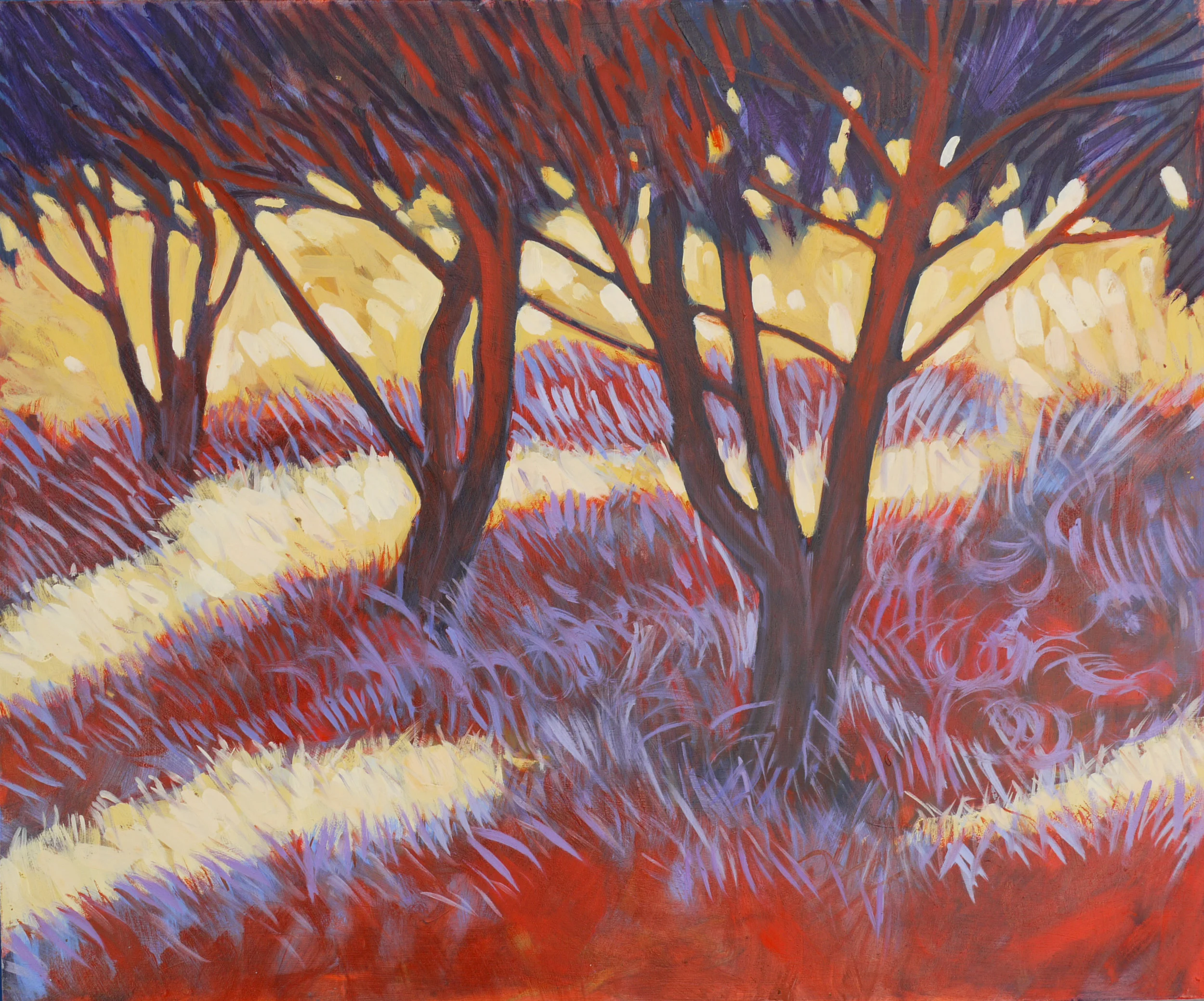 Umbrella pines, morning – Barrancão, Alentejo, PT