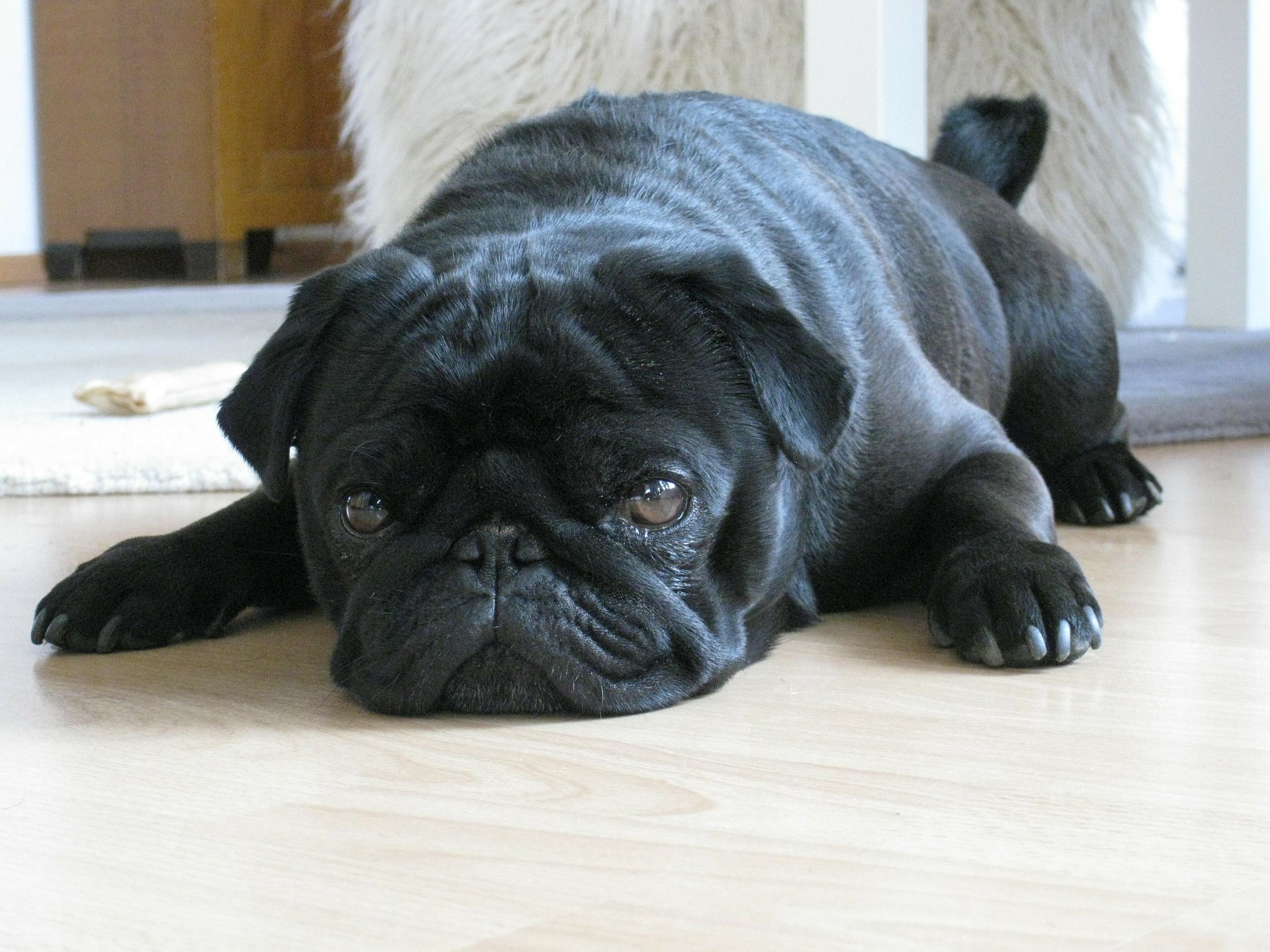 dog-123722_1920.jpg