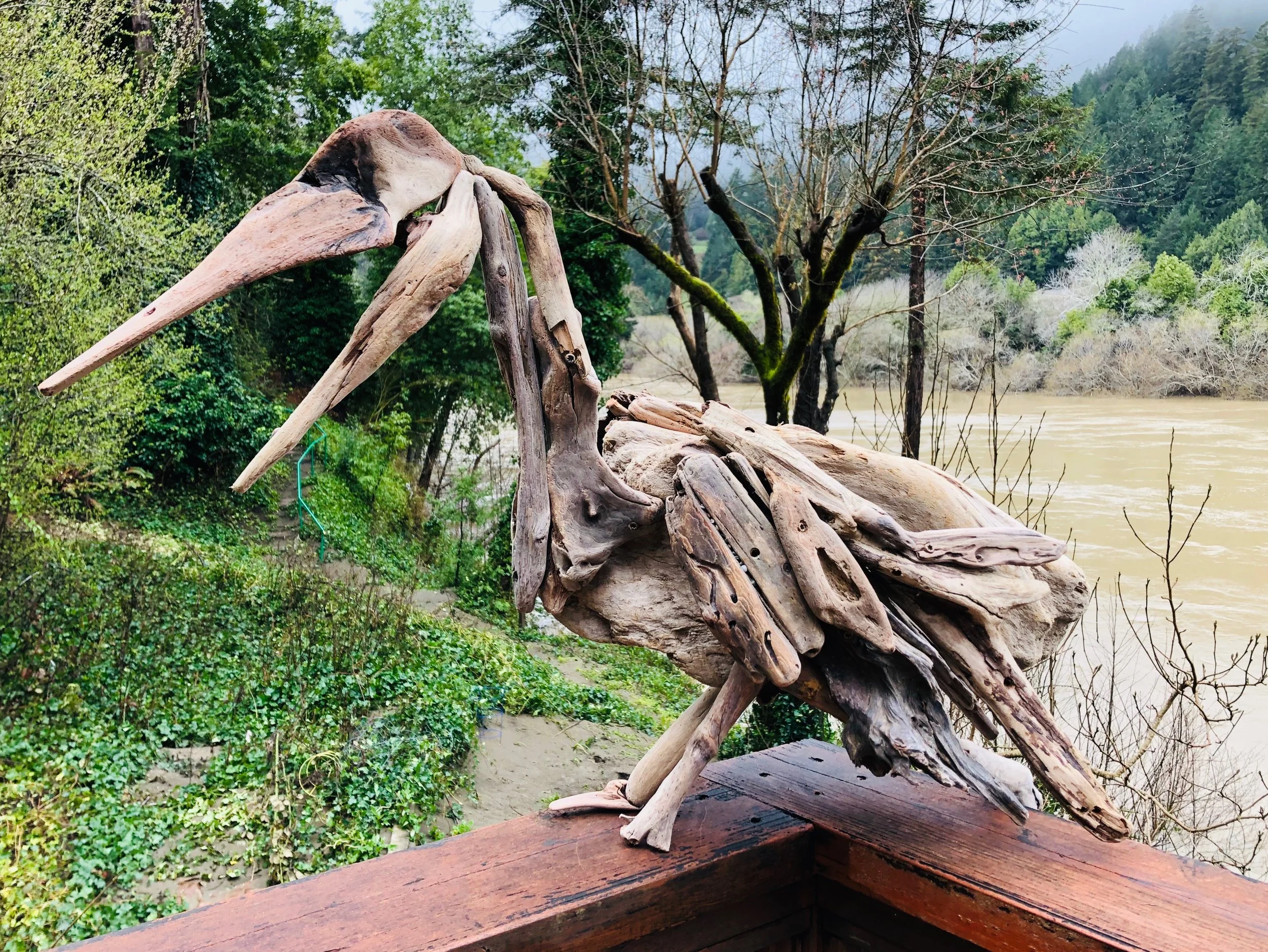 Pelican