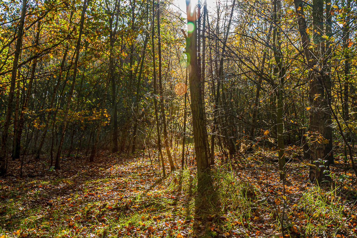 herfst_RB-1.jpg