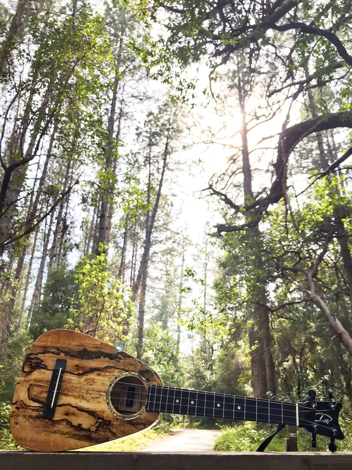Tiny Tenor beneath redwoods, Santa Cruz x1500.jpg