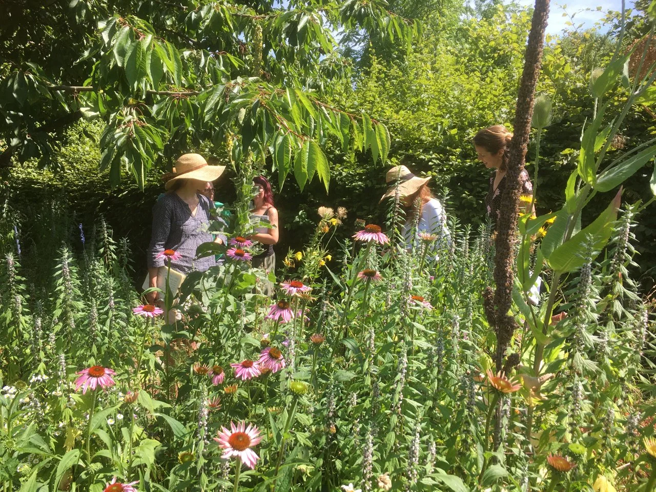 Growing Sustainable Medicine - 23rd March - 24th March 2024