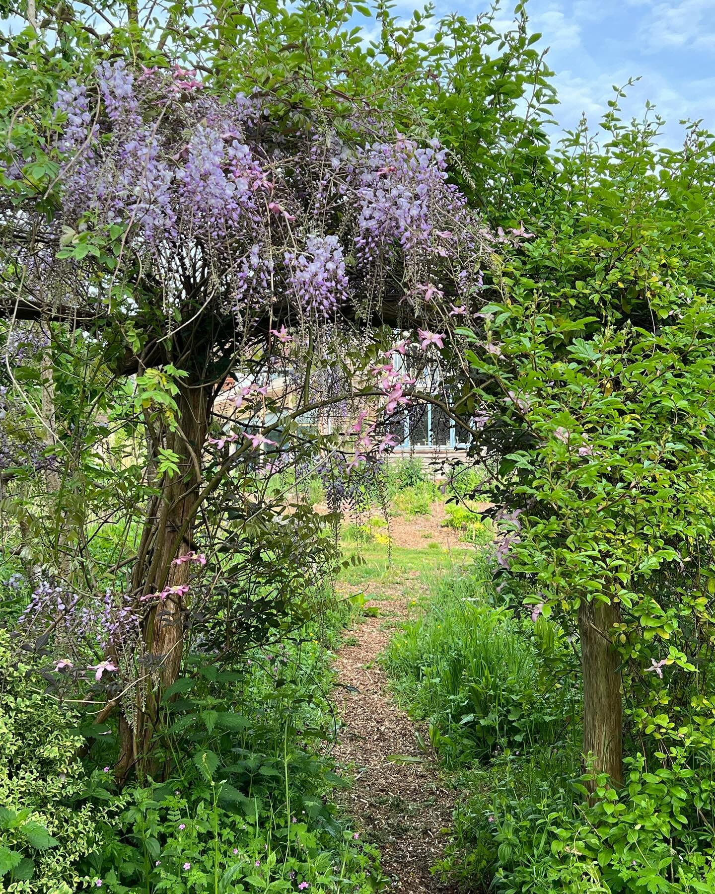 May time in the garden at Castle Orchard. So soothing and immersive as the plants fill the space. Even the roses are starting to blossom in this welcome warmth. A beautiful time of year for my last course before autumn &lsquo;Introduction to herbal m