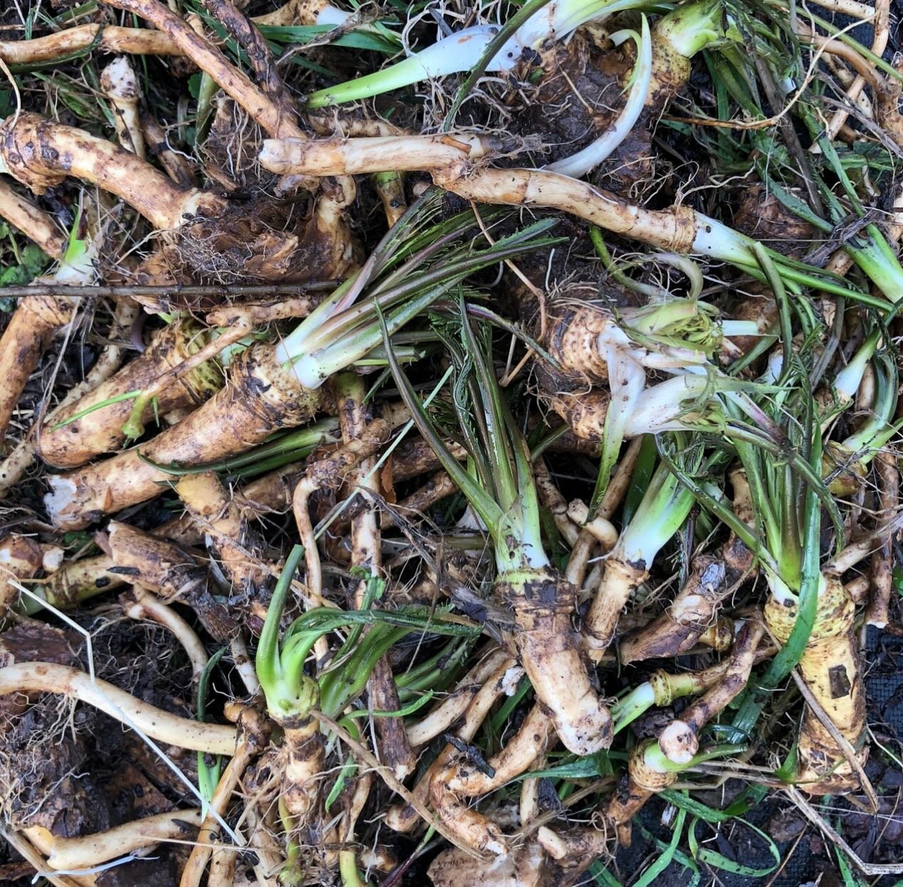 It&rsquo;s time for root medicine! Autumn and winter are ideal for harvesting roots - and berries of course. We are making fire cider vinegar this weekend, with fresh horseradish ( our version of wasabi) together with decoctions of inula and dandelio