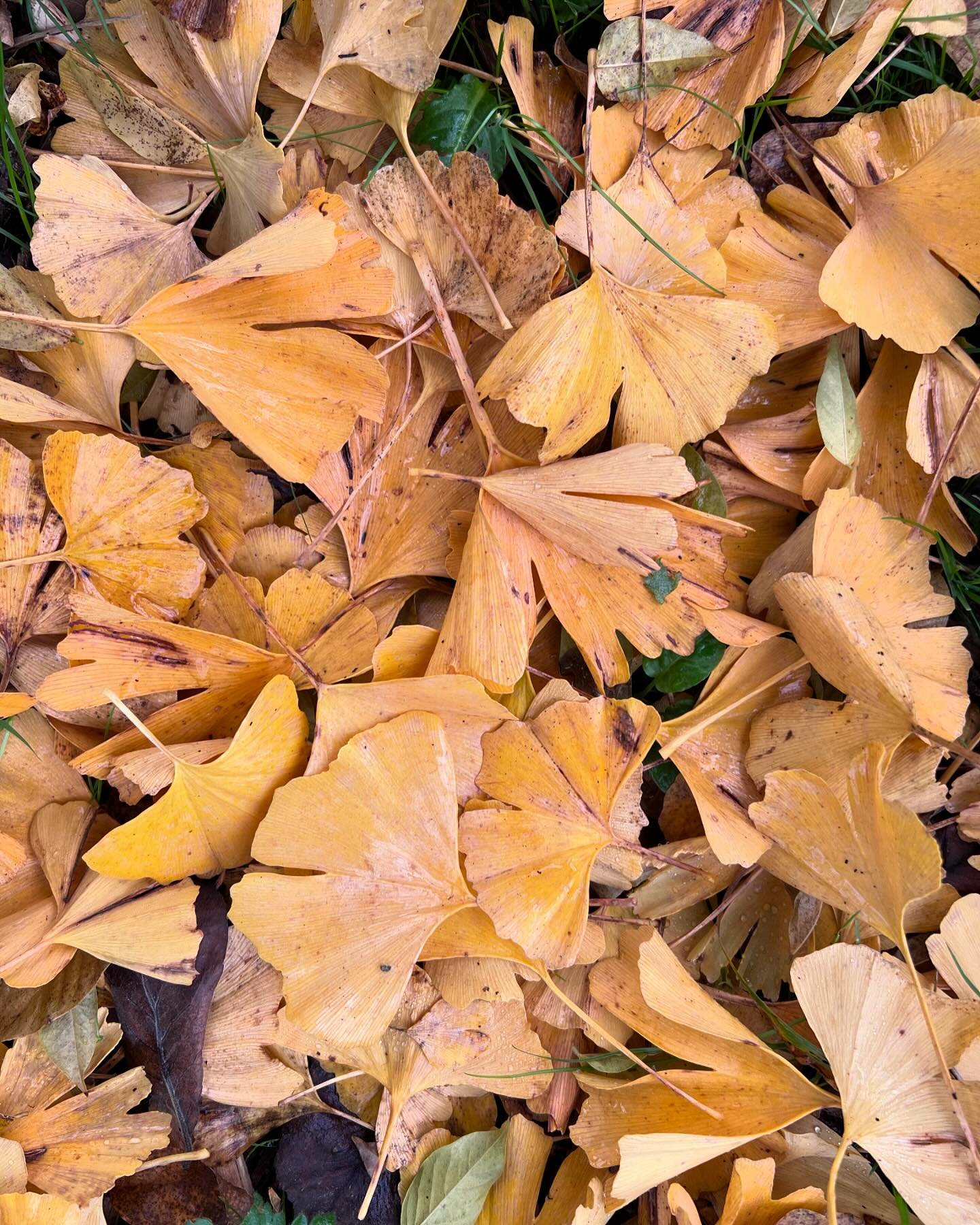 Beautiful ginkgo leaves and even a rose still flowering here in Herefordshire in this unusually mild November. I&rsquo;m running my last &lsquo;Introduction to herbal medicine&rsquo; course this coming weekend, when we&rsquo;ll be making fire cider, 