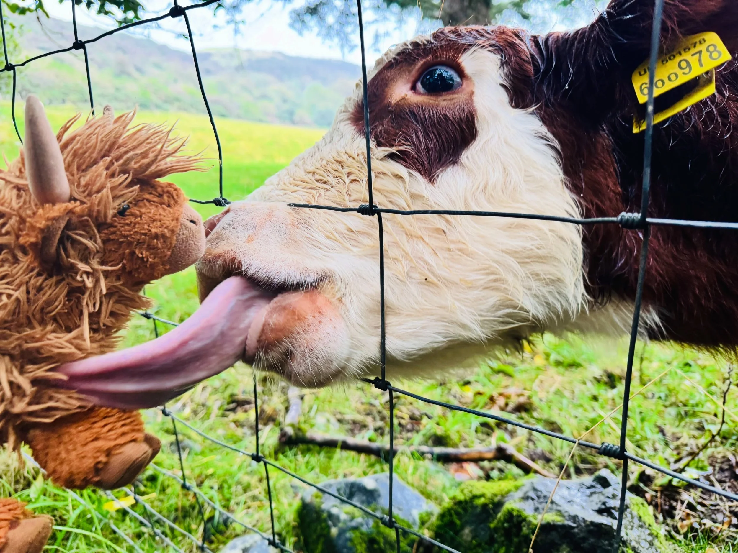 Mr. Moo received more loving from Mr. Moo to the delight of my son + we found a waterfall (the Rha in Uig) that runs red, fed by water filtered through the peatlands. Today, again, good planet we all share. ❤️
.
.
.
#isleofskye #hairycoos #kidlife #r