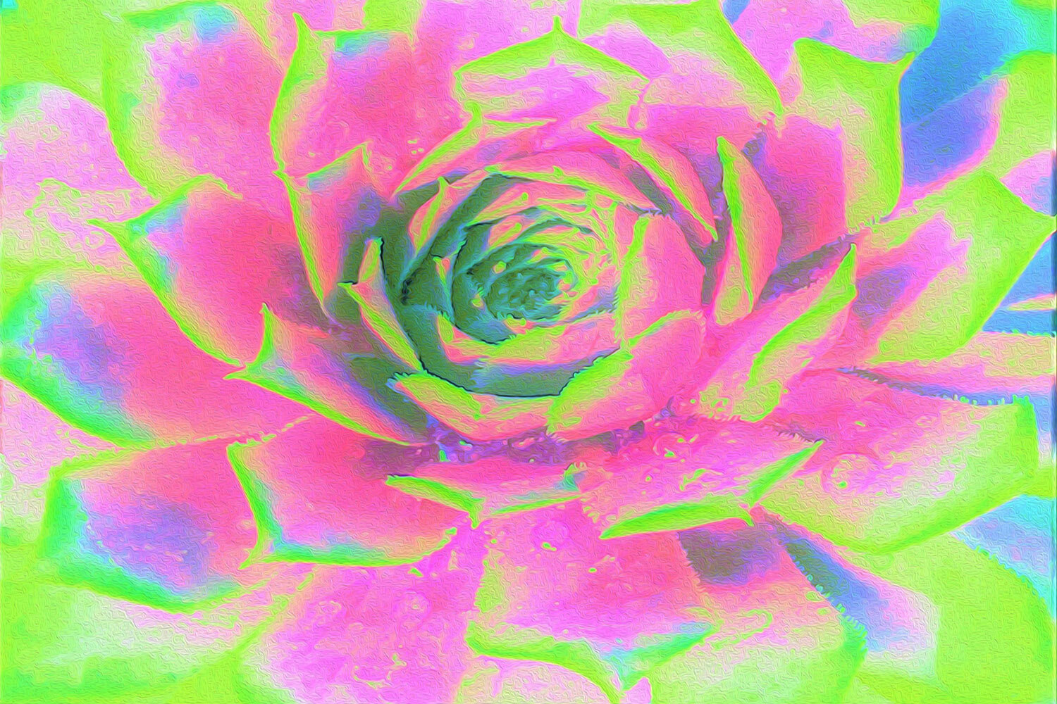 Lime Green and Pink Succulent Sedum Rosette - Original Design by My Rubio Garden