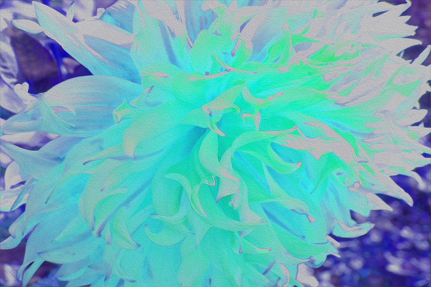 Elegant Aquamarine Green and Blue Dahlia Flower