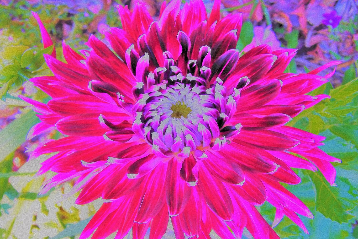 Dramatic Crimson Red and Pink Dahlia Flower