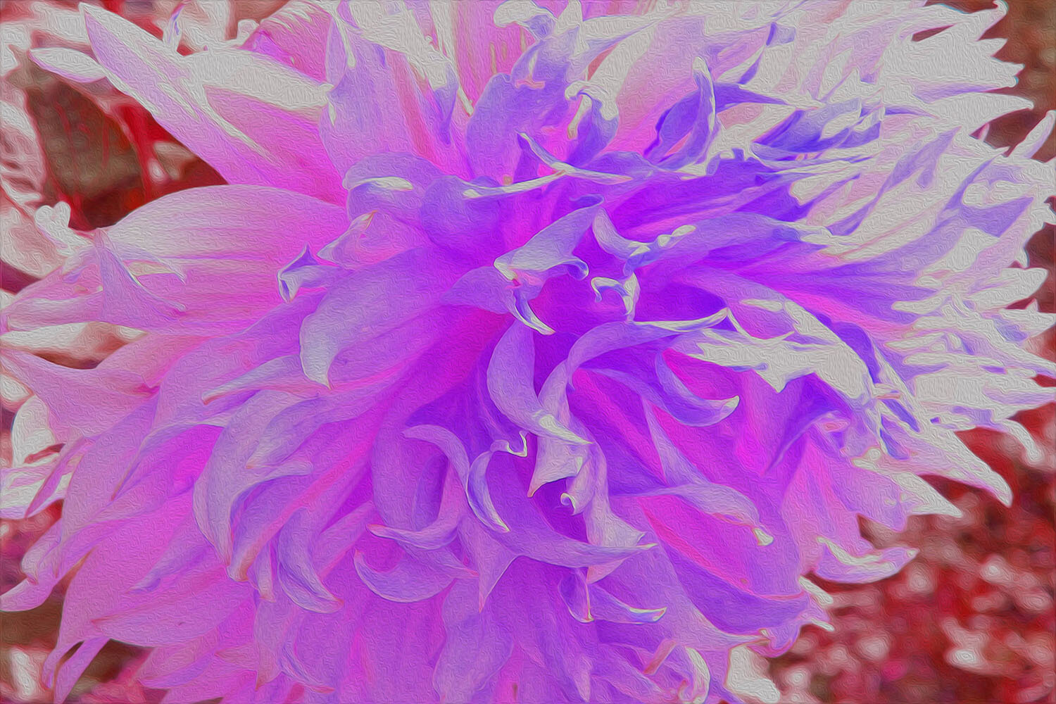 Elegant Ultra-Violet Decorative Dahlia Flower