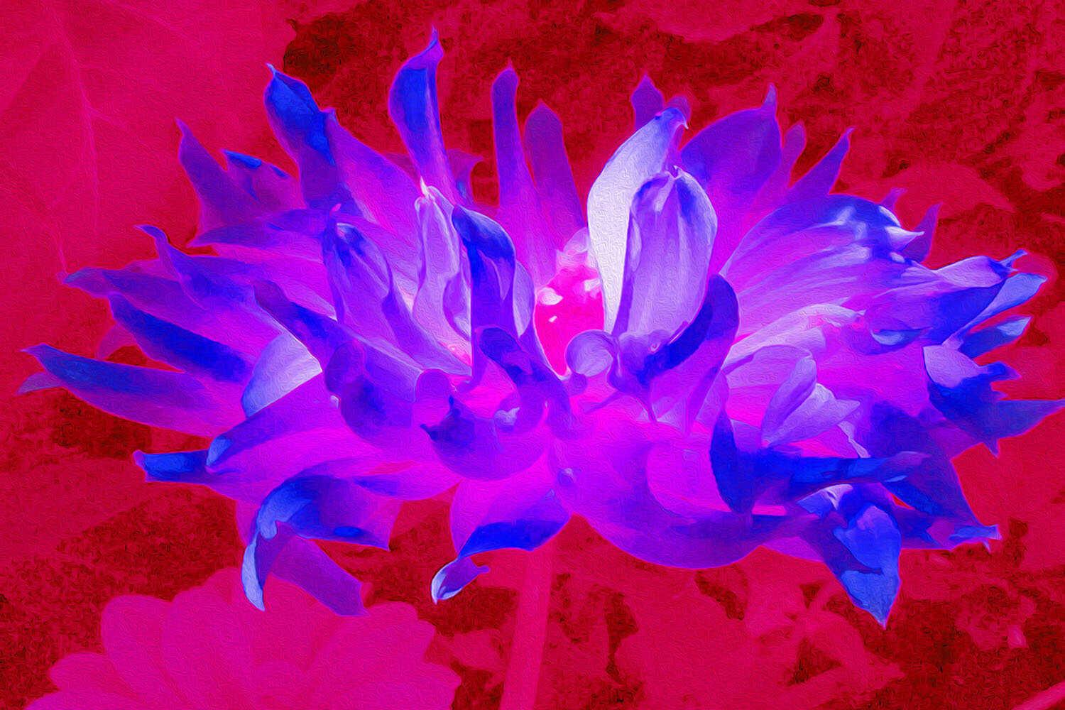 Stunning Violet Blue and Hot Pink Cactus Dahlia