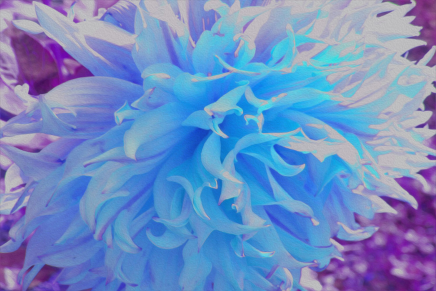 Elegant Blue Decorative Dahlia Flower