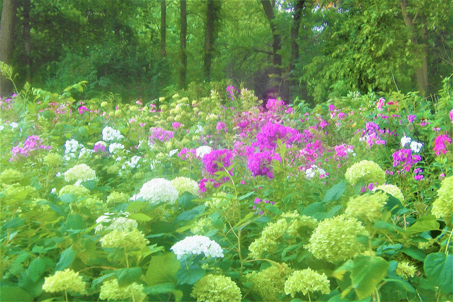 Annabella Hydrangeas and Purple Garden Landscape