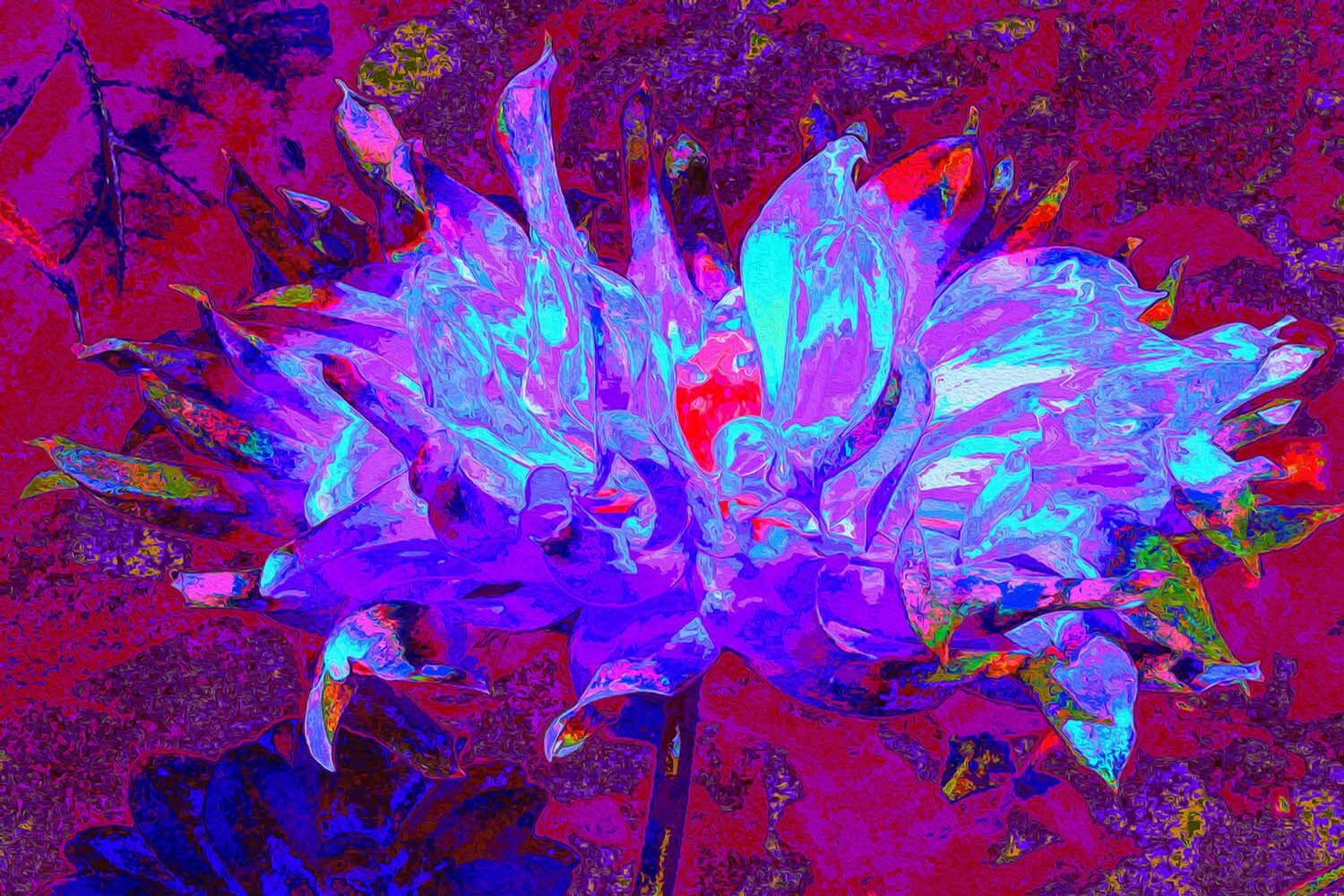 Stunning Psychedelic Dark Blue Cactus Dahlia