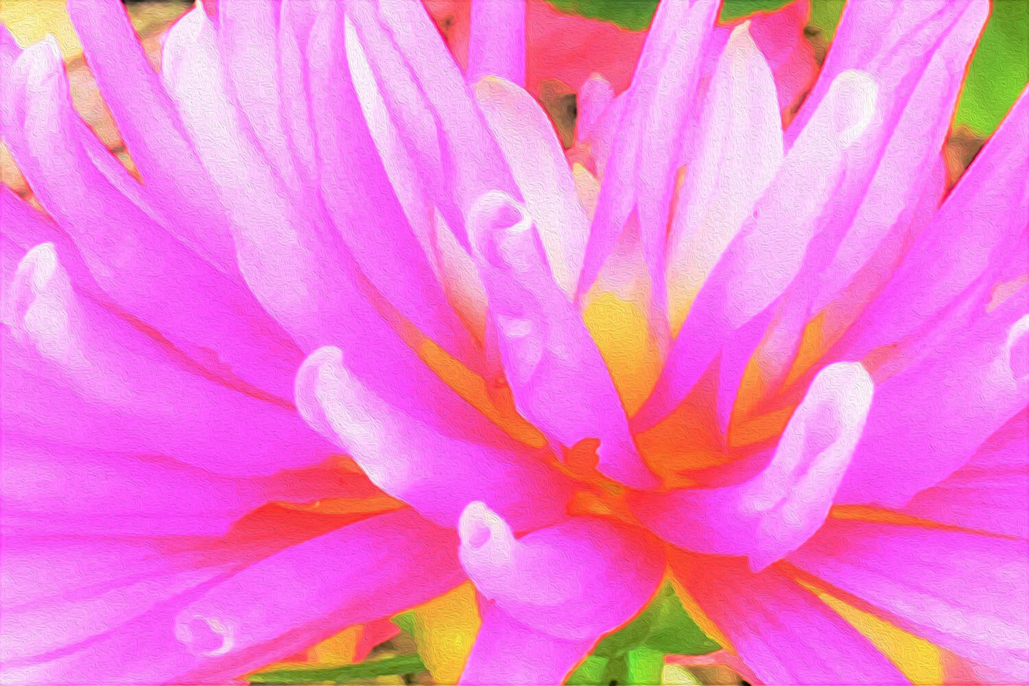 Fiery Hot Pink and Yellow Cactus Dahlia Flower