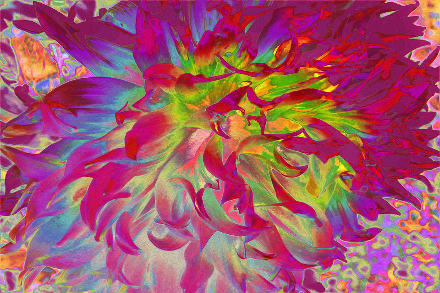 Psychedelic Magenta and Yellow Dahlia Flower