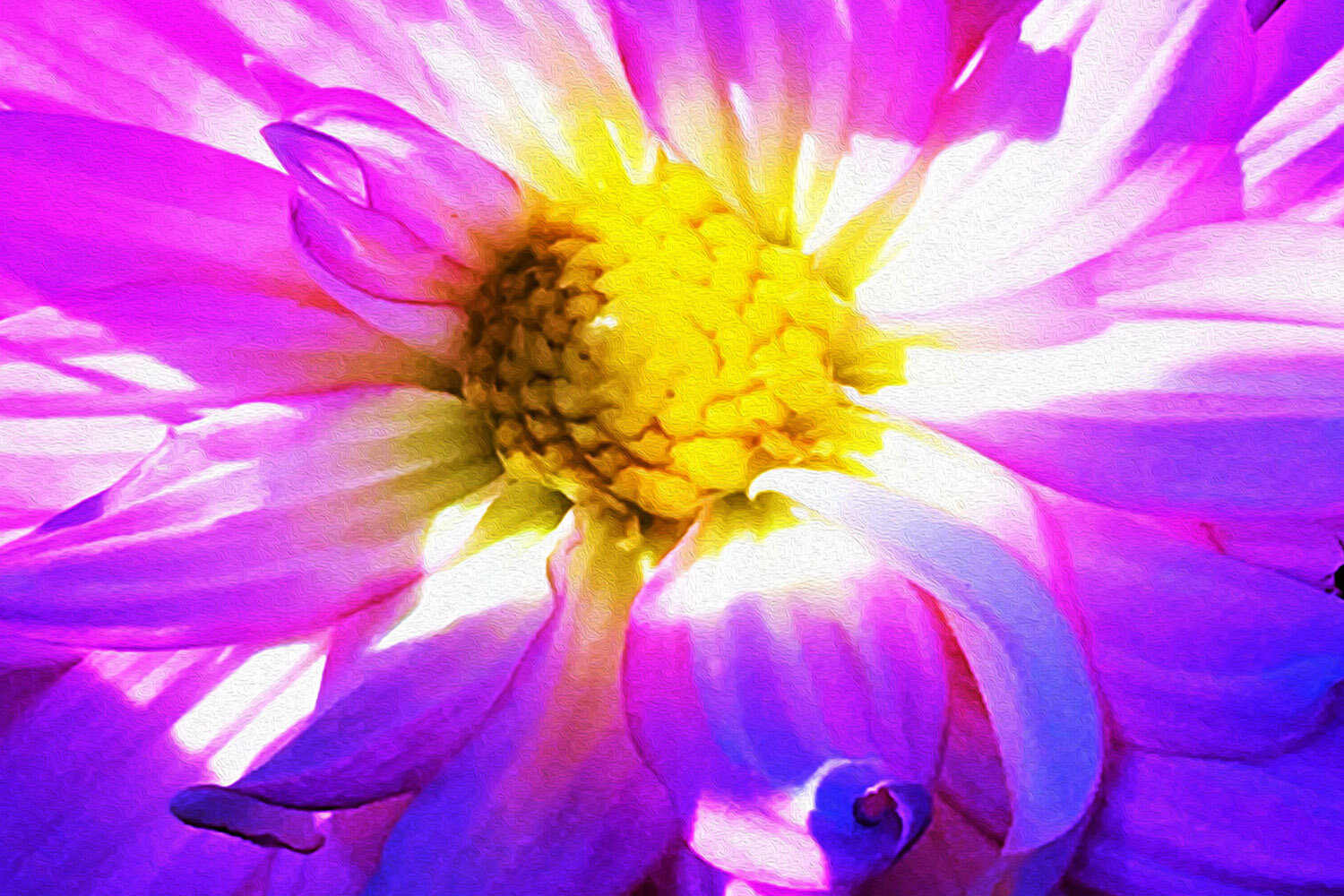 Purple and White Dahlia with a Bright Yellow Center