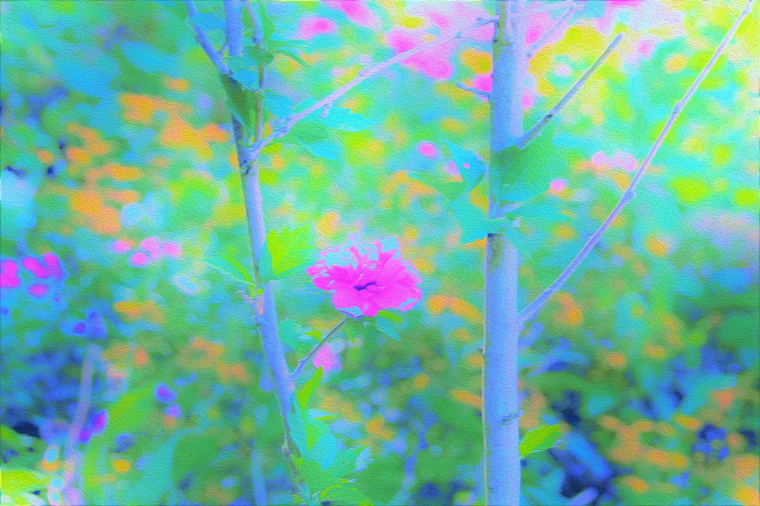 Pink Rose of Sharon Impressionistic Garden