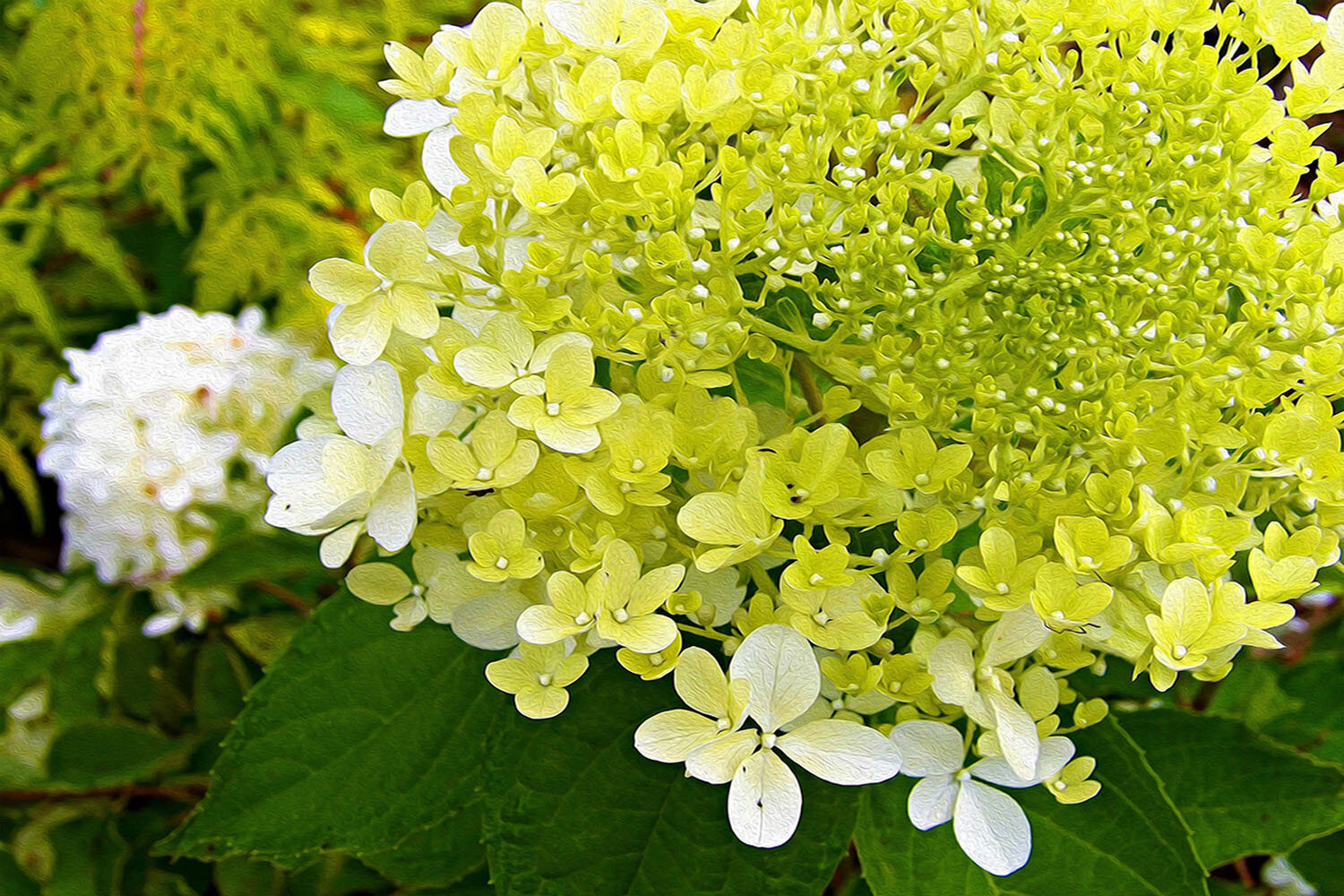 Elegant Chartreuse Green Limelight Hydrangea