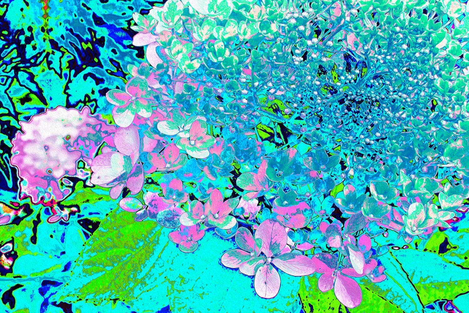 Elegant Pink and Blue Limelight Hydrangea