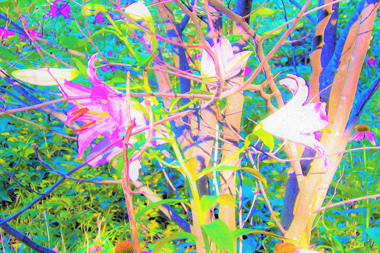 Abstract Oriental Lilies in My Rubio Garden