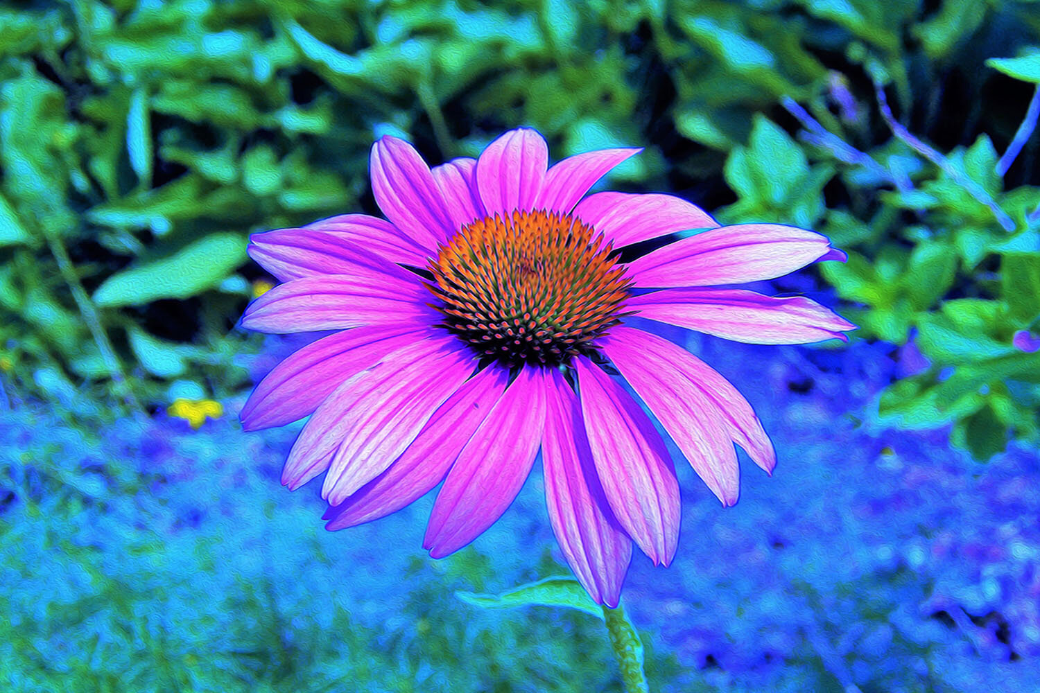 Pink and Purple Coneflower on Blue Garden