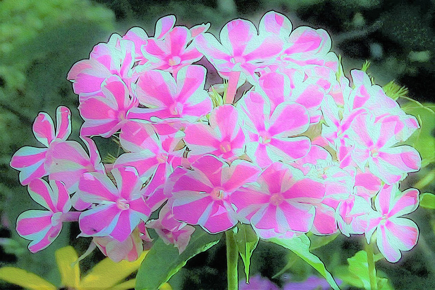 Garden Phlox Flowers — My Rubio Garden