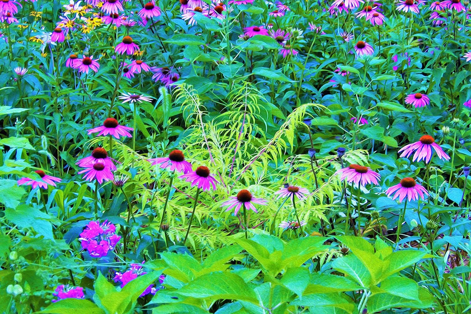 Purple Coneflower Garden with Chartreuse Foliage