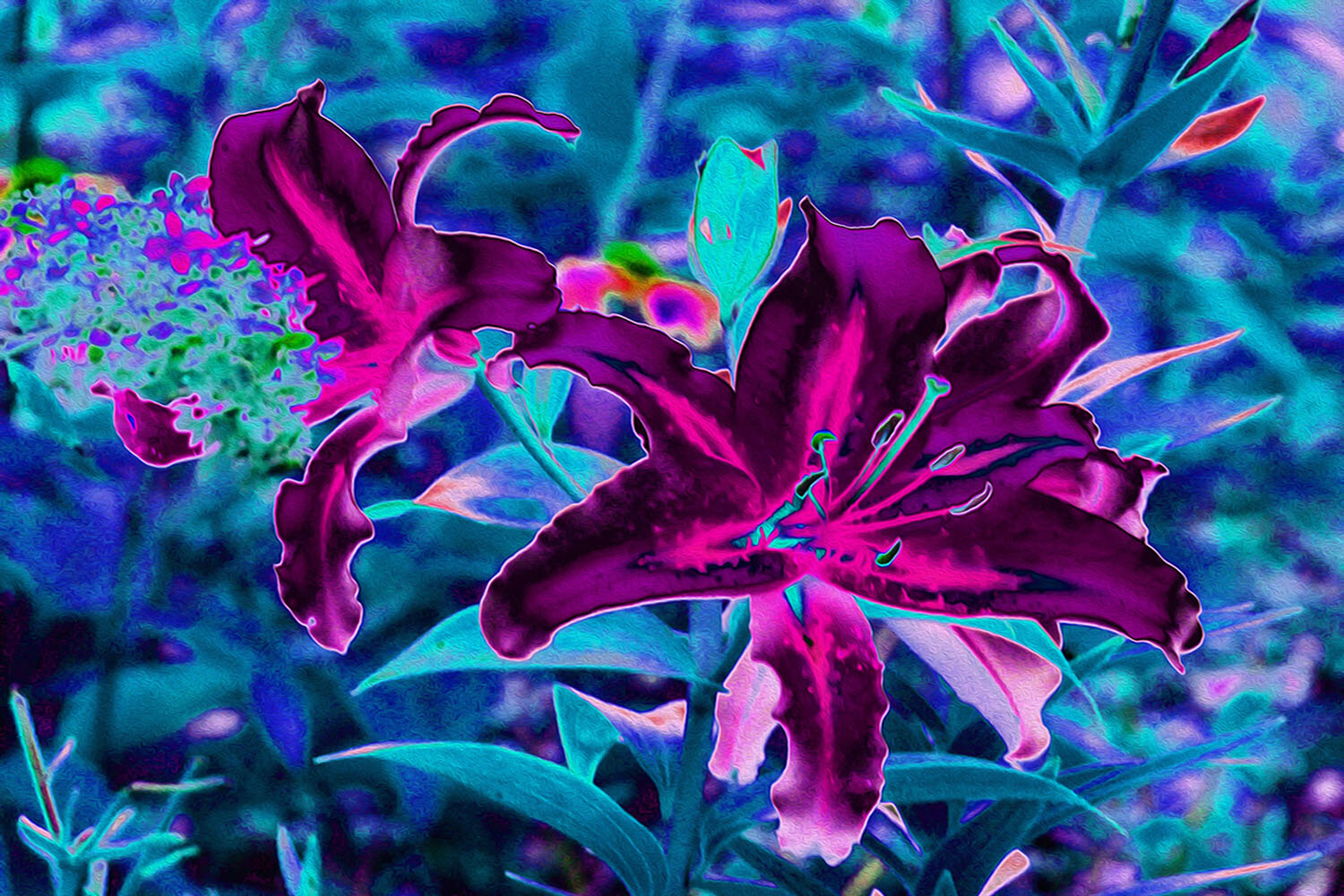 Purple and Hot Pink Abstract Oriental Lily Flowers