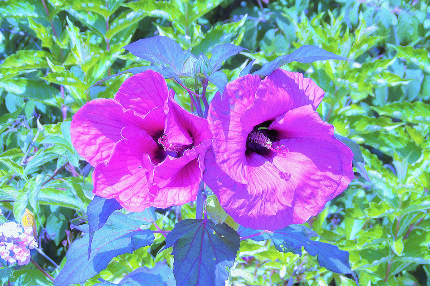 Ultra-Violet Plum Crazy Purple Hibiscus Flowers
