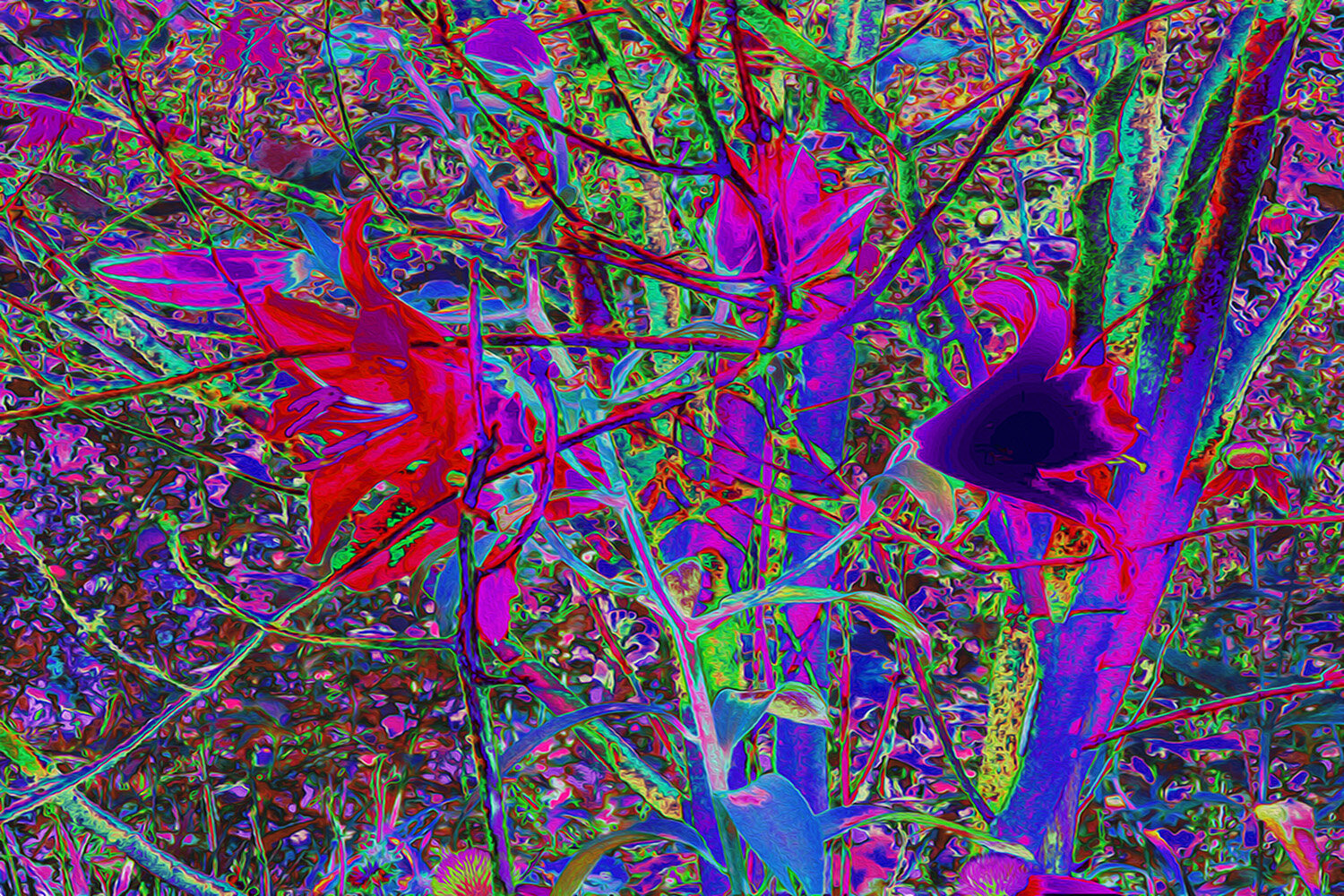 Psychedelic Abstract Rainbow Colors Lily Garden