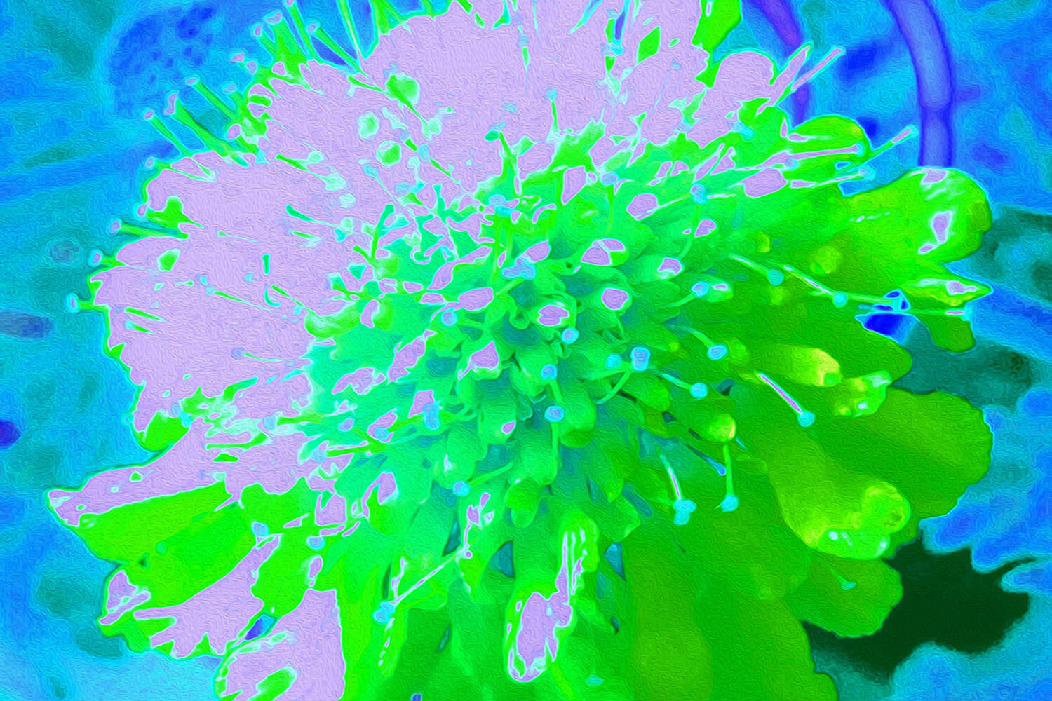 Abstract Pincushion Flower in Lavender and Green