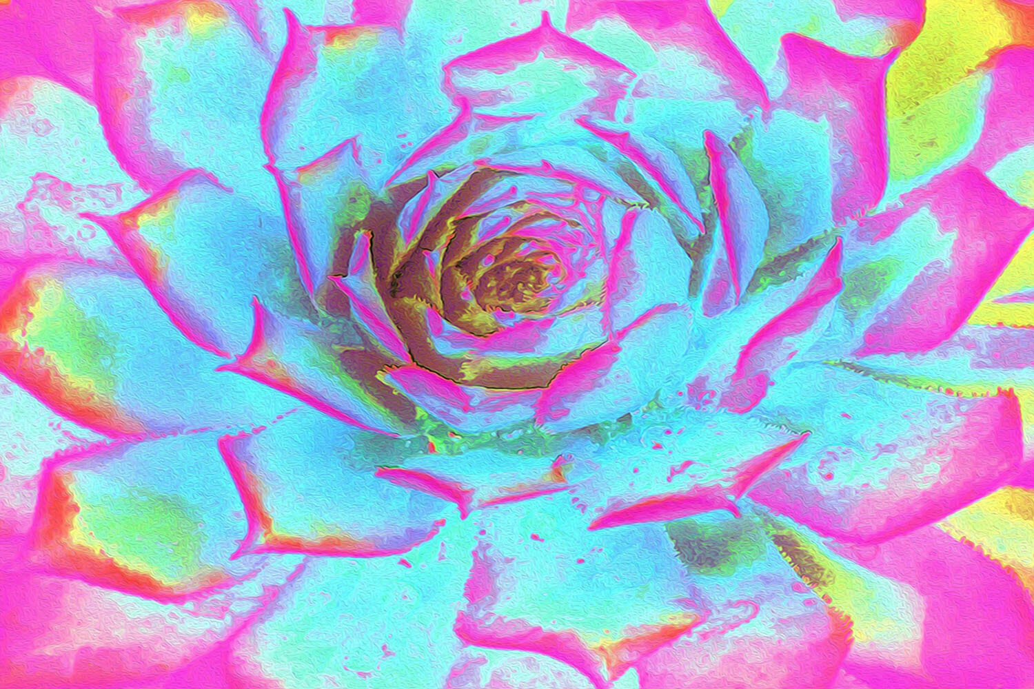 Hot Pink and Blue Succulent Sedum Rosette