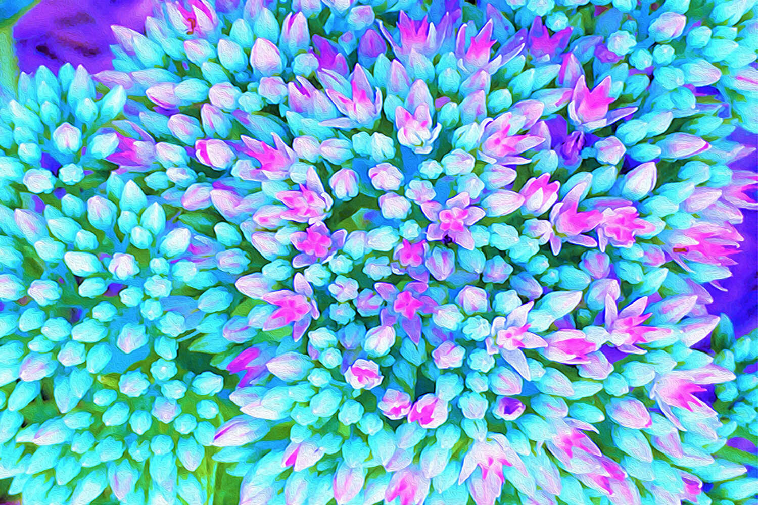 Blue and Hot Pink Succulent Sedum Flowers Detail